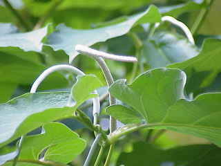 Inflorescence