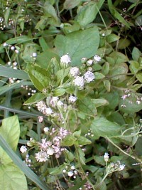 Ageratum conyzoides