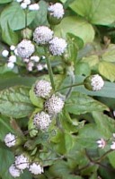 ageratum_conyzoides03.jpg (12122 bytes)