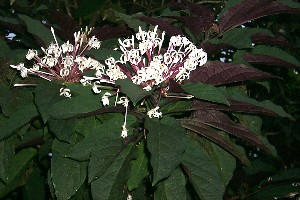 Clerodendrum quadriloculare