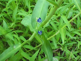 Commelina diffusa