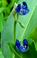 Commelina diffusa