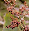 miconia02thumb.jpg (5966 bytes)