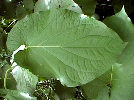 p_auritum_leaf.jpg (20053 bytes)