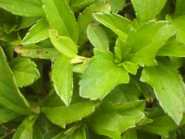 wedelia_trilobata_leaves.jpg (21477 bytes)