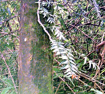 Kauri pine, Agathis spp.