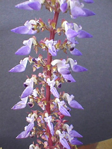 purplefacultybldgflower01.jpg (36071 bytes)