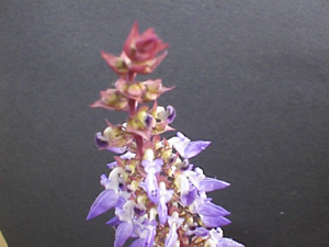 purplefacultybldgflower02.jpg (25733 bytes)
