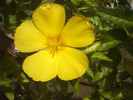 yellowflower01.jpg (27357 bytes)