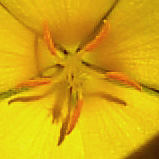 yellowflower02.jpg (12293 bytes)