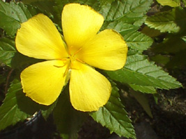 yellowflower03.jpg (28496 bytes)