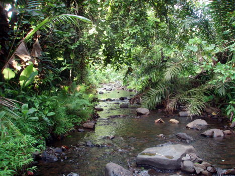 forest stream