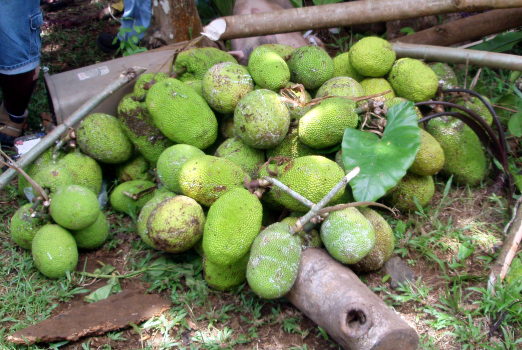 breadfruit