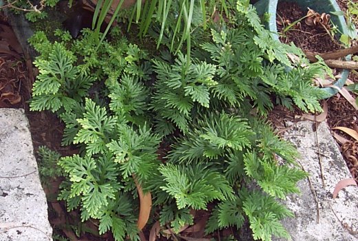 Selaginella