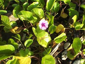 The plants that hold the berm together.