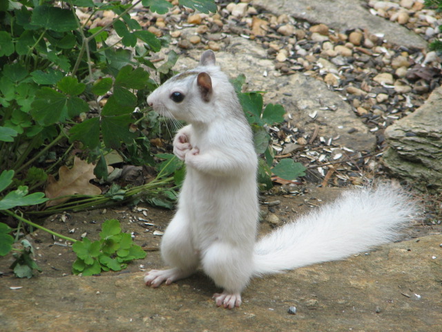 White squirrel Brevard NC November 2007 Elaphe for inclusion in Eastern Grey Squirrel article Wikipedia