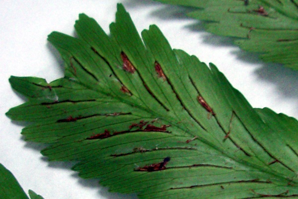 Asplenium polyodon (tentative)