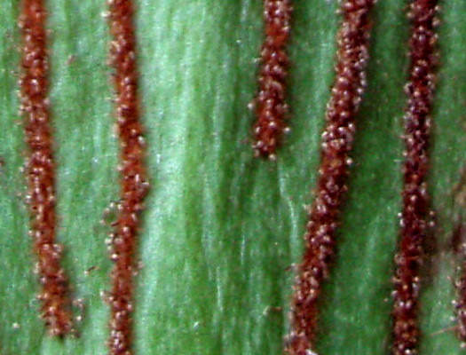 antrophyllum spp. sakau en leng
