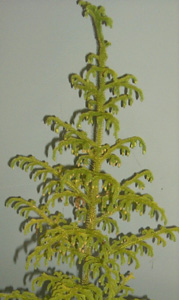 lycopodium_cernuum_profile.jpg (25145 bytes)