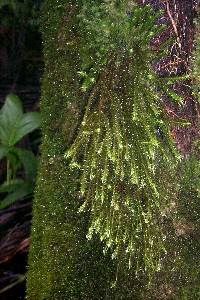 Moss on tree in cloud forest