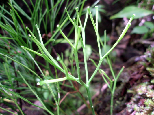 Psilotum nudum