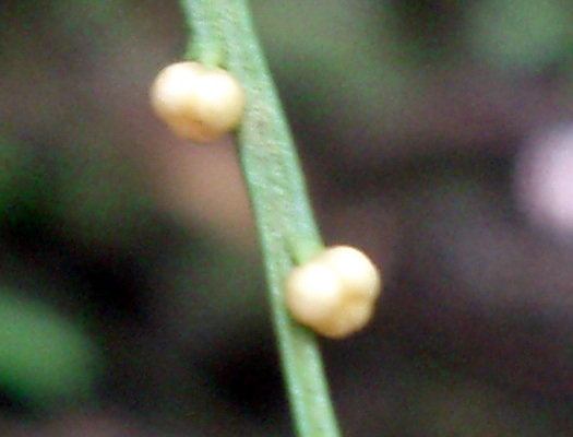 Psilotum nudum