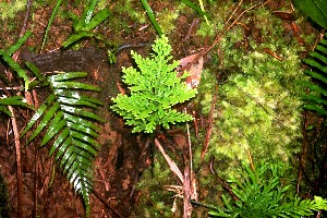 Selaginella