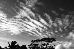 altocumulus01bw.jpg (21312 bytes)