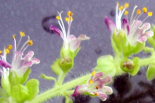 Ocimum tenuiflorum, formerly Ocimum sanctum