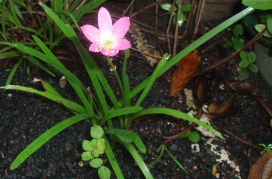 Zephyranthes rosea