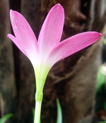 Zephyranthes rosea tepals detail