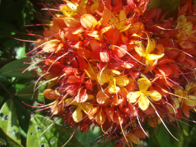 Saraca asoca (Roxb.) Wilde, Saraca indica Linnaeus