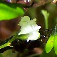 psychotria hombroniana flower