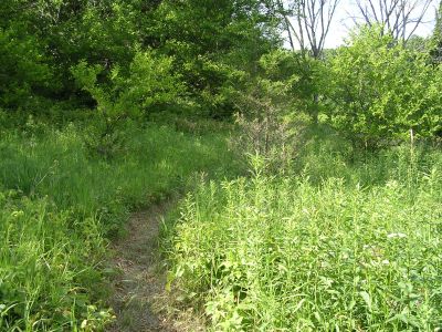 trail along the tall grass and poison ivy section
