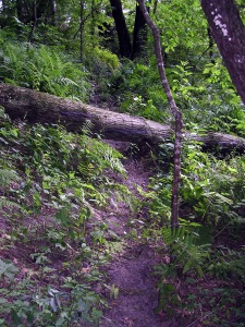 fallen tree on the middle ascent