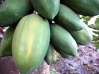 Carica papaya