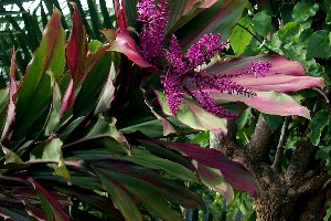 cordyline_fruticosa_filo.jpg (33067 bytes)