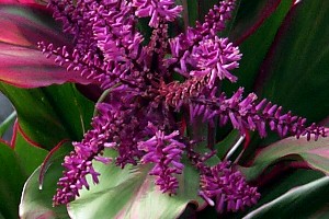 cordyline_fruticosa_inflor02_filo.jpg (29209 bytes)