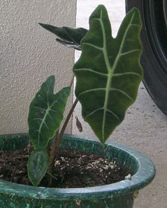 Alocasia, possibly x amazonica or cultivar