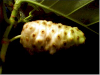 Closeup of the fruit