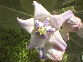 calotropis_gigantea_flower.jpg (21726 bytes)