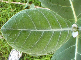 calotropis_gigantea_leaf.jpg (26070 bytes)