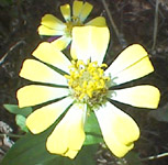 Unknown asteraceae