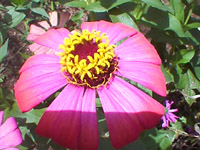 Unknown asteraceae