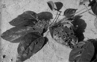 premnaobtusifolia.jpg (30925 bytes)