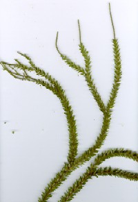 Lycopodium spp.