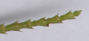 Lycopodium spp. strobili