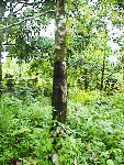 Trunk of the Pohnpei "Cinnamon" Tree