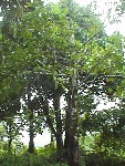 Pohnpei "Cinnamon" Tree
