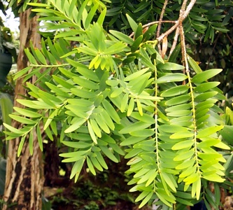 Agathis lanceolata strap-like leaves